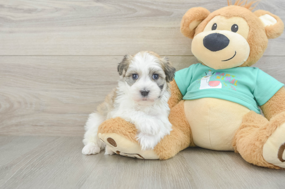 5 week old Havanese Puppy For Sale - Pilesgrove Pups