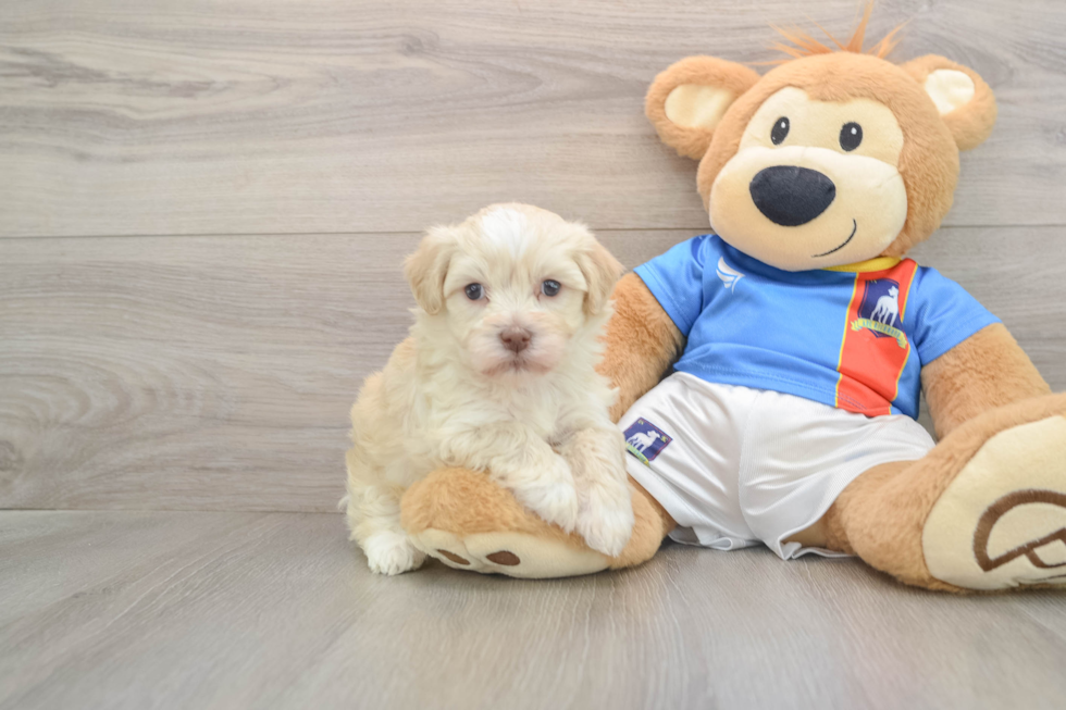 Havanese Puppy for Adoption