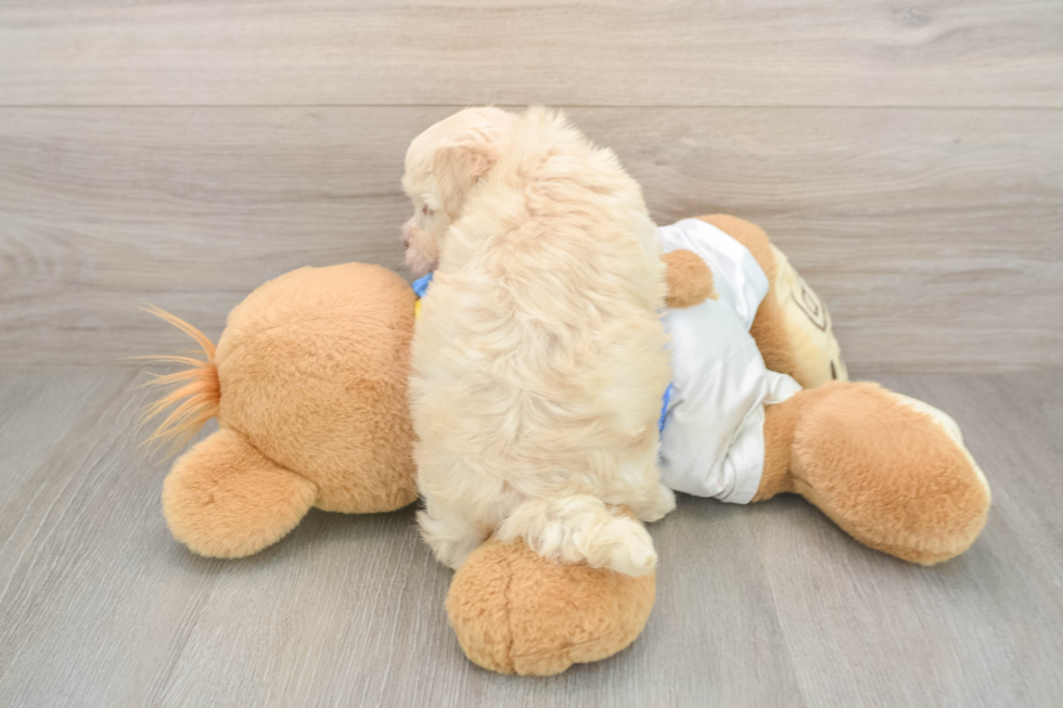 Fluffy Bichon Havanes Purebred Puppy