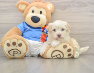6 week old Havanese Puppy For Sale - Pilesgrove Pups