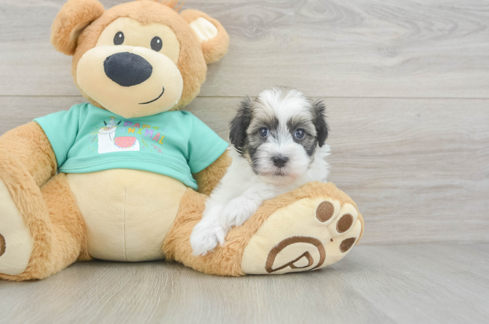 5 week old Havanese Puppy For Sale - Pilesgrove Pups