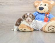 5 week old Havanese Puppy For Sale - Pilesgrove Pups