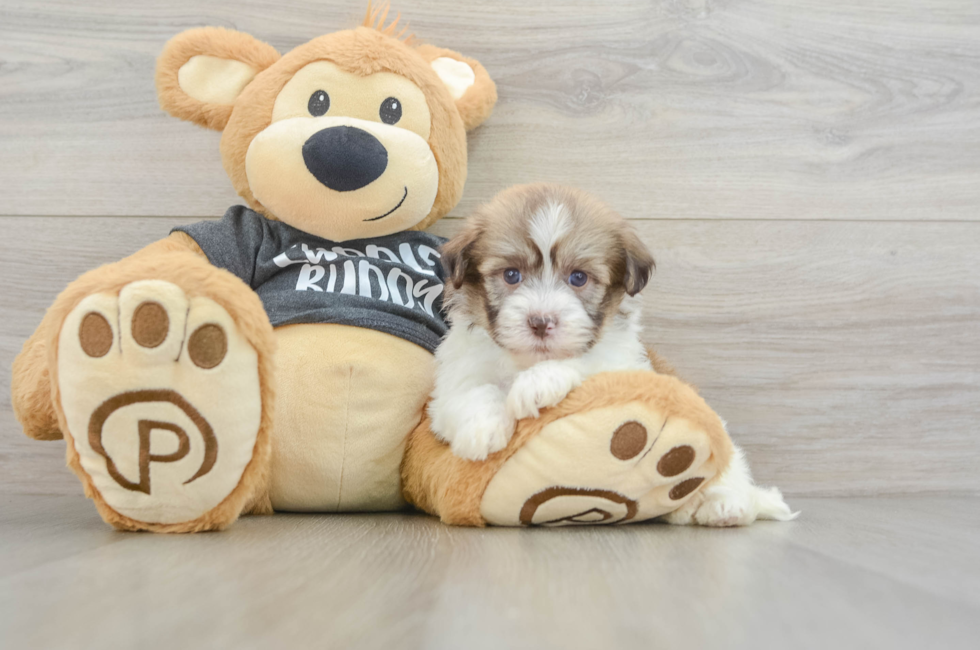 5 week old Havanese Puppy For Sale - Pilesgrove Pups