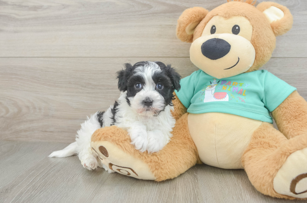 6 week old Havanese Puppy For Sale - Pilesgrove Pups
