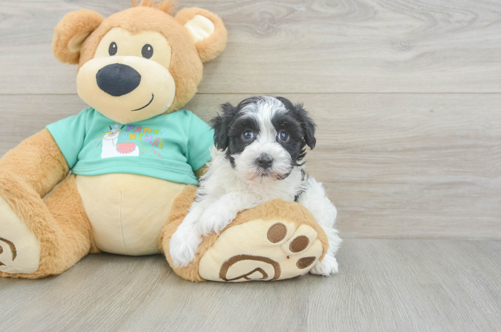 5 week old Havanese Puppy For Sale - Pilesgrove Pups