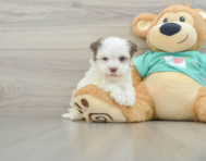 7 week old Havanese Puppy For Sale - Pilesgrove Pups