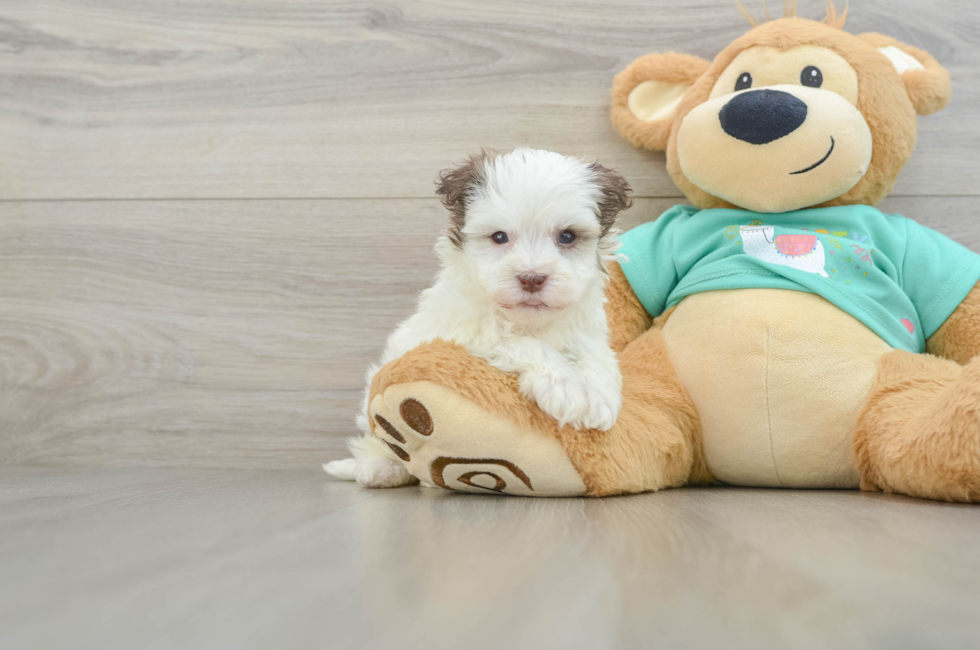 6 week old Havanese Puppy For Sale - Pilesgrove Pups