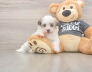 5 week old Havanese Puppy For Sale - Pilesgrove Pups