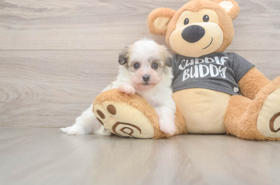 6 week old Havanese Puppy For Sale - Pilesgrove Pups