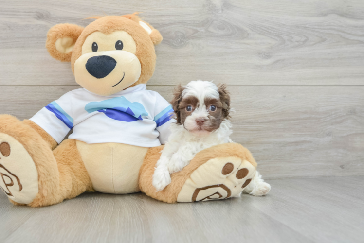 Havanese Pup Being Cute