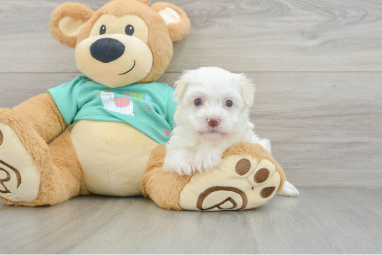 Havanese Pup Being Cute