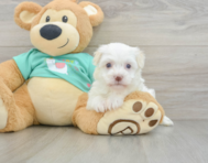 6 week old Havanese Puppy For Sale - Pilesgrove Pups