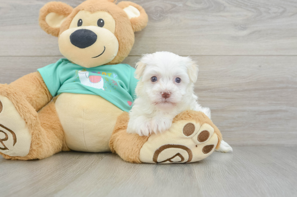 6 week old Havanese Puppy For Sale - Pilesgrove Pups