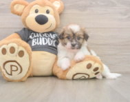 5 week old Havanese Puppy For Sale - Pilesgrove Pups