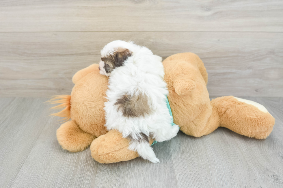 Best Havanese Baby