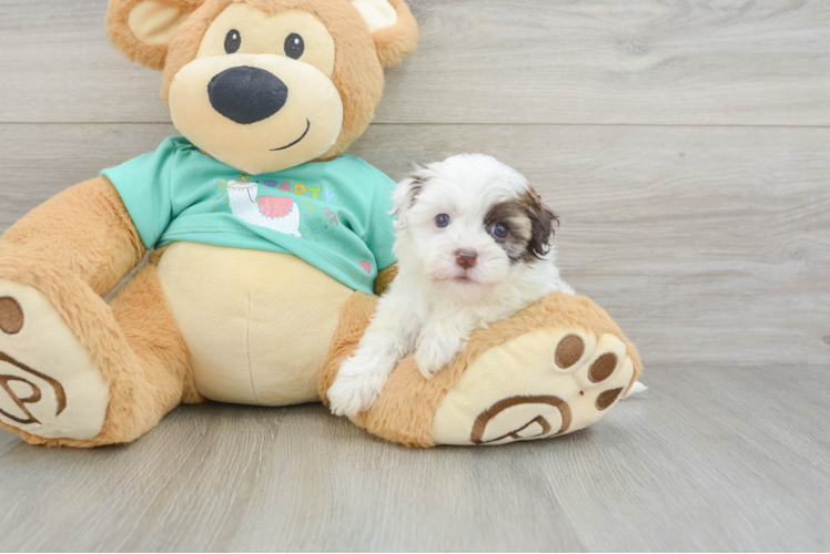 Smart Bichon Habanero Purebred Puppy