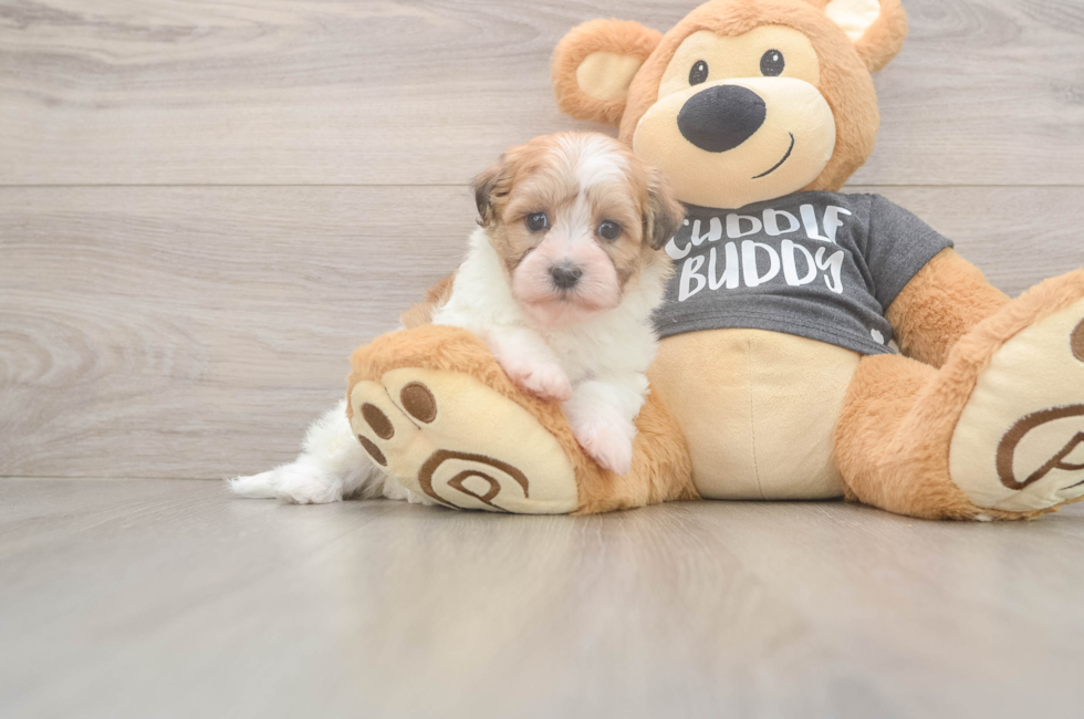 6 week old Havanese Puppy For Sale - Pilesgrove Pups