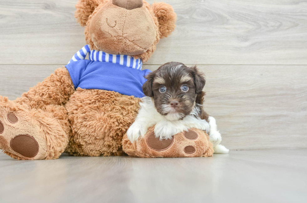 7 week old Havanese Puppy For Sale - Pilesgrove Pups