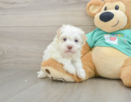 7 week old Havanese Puppy For Sale - Pilesgrove Pups