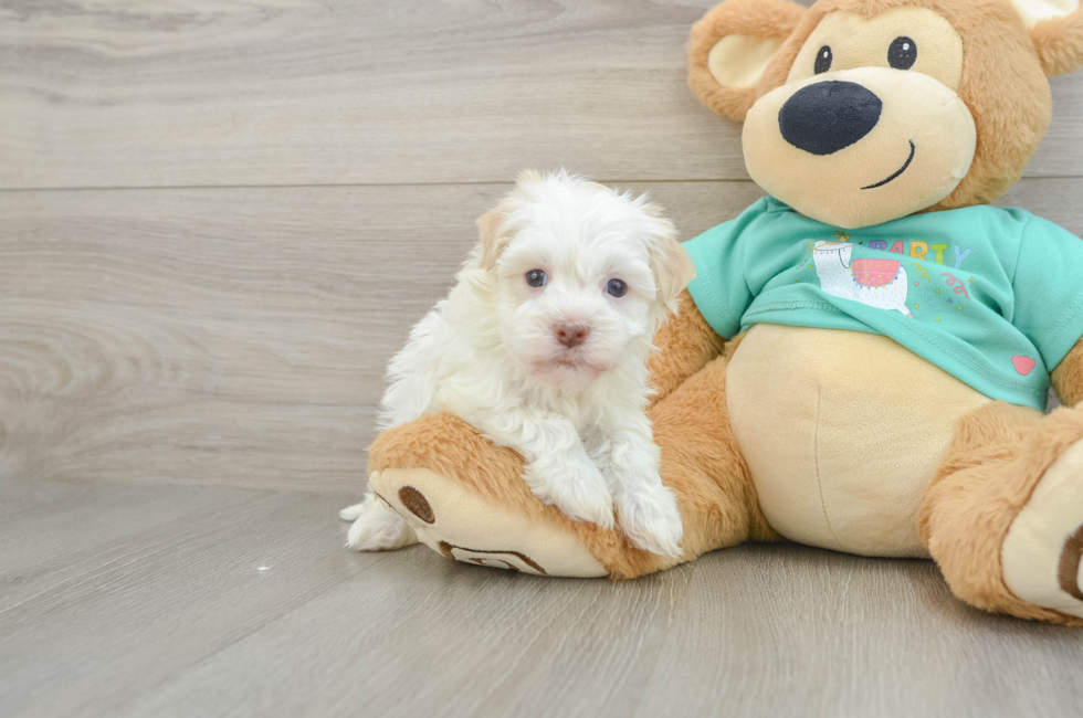 6 week old Havanese Puppy For Sale - Pilesgrove Pups