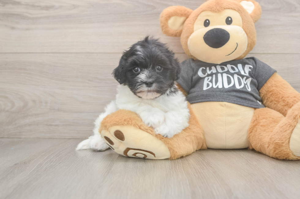 5 week old Havanese Puppy For Sale - Pilesgrove Pups