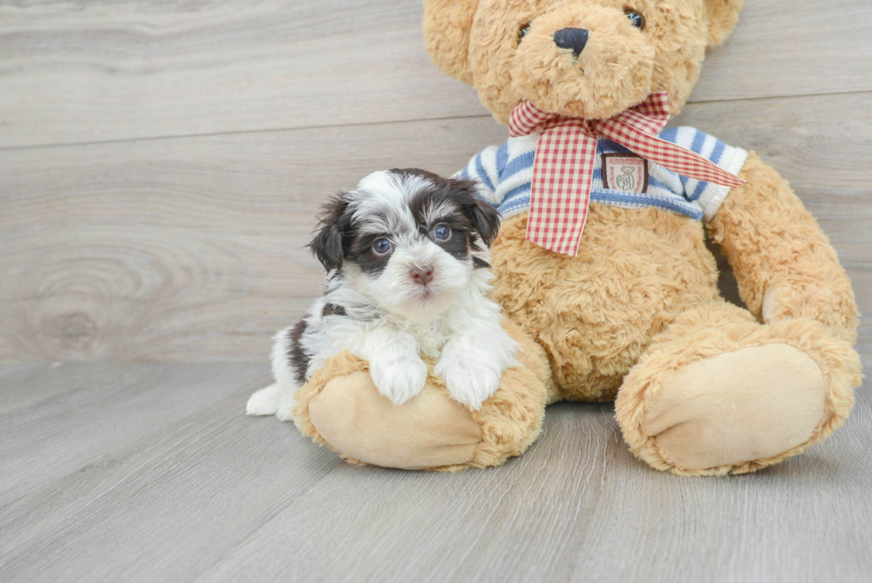 Best Havanese Baby