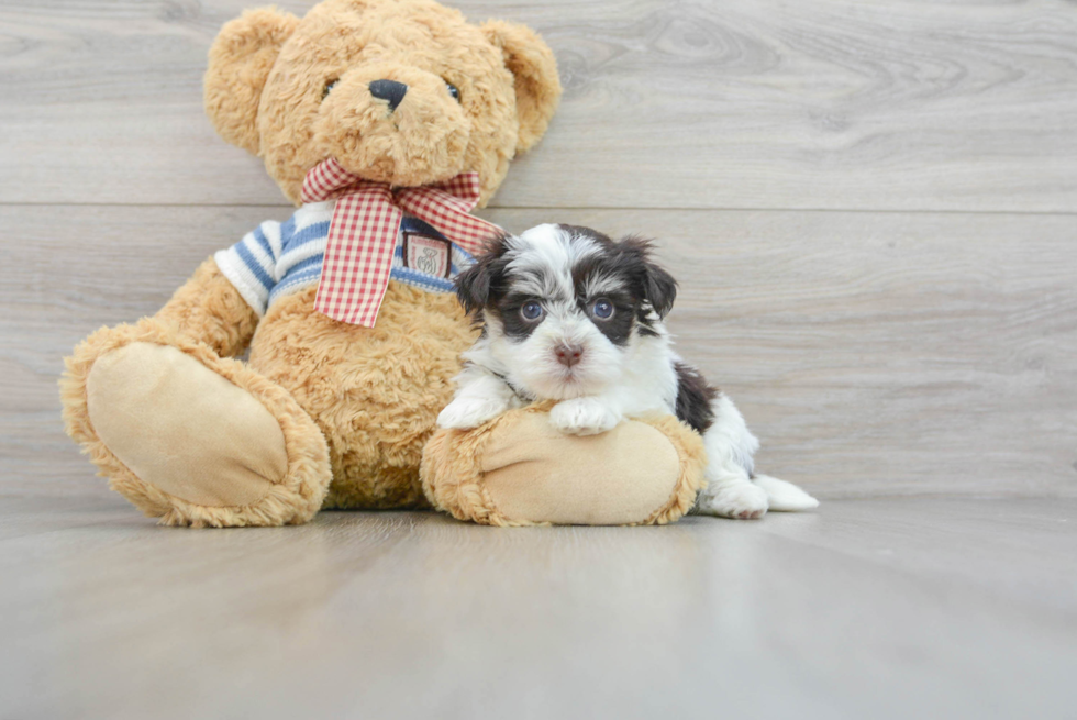 Hypoallergenic Havanese Purebred Pup