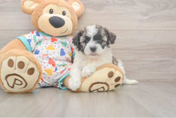 Best Havanese Baby