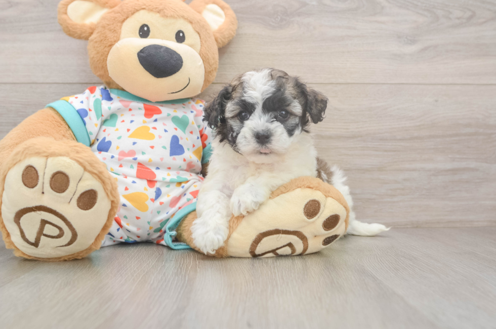 6 week old Havanese Puppy For Sale - Pilesgrove Pups