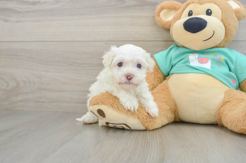 6 week old Havanese Puppy For Sale - Pilesgrove Pups