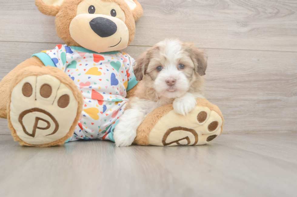6 week old Havanese Puppy For Sale - Pilesgrove Pups