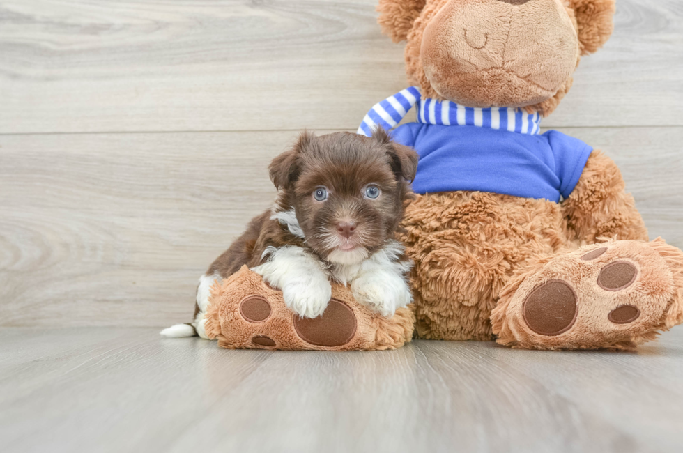 7 week old Havanese Puppy For Sale - Pilesgrove Pups