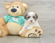7 week old Havanese Puppy For Sale - Pilesgrove Pups