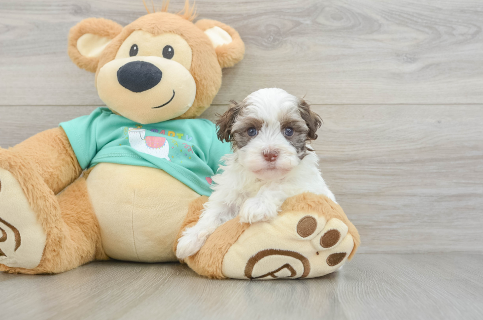 6 week old Havanese Puppy For Sale - Pilesgrove Pups