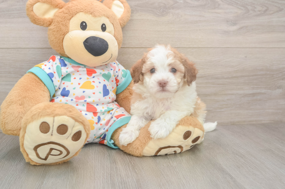 6 week old Havanese Puppy For Sale - Pilesgrove Pups