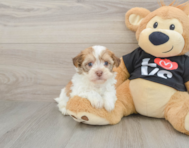 5 week old Havanese Puppy For Sale - Pilesgrove Pups