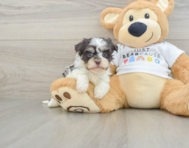 5 week old Havanese Puppy For Sale - Pilesgrove Pups