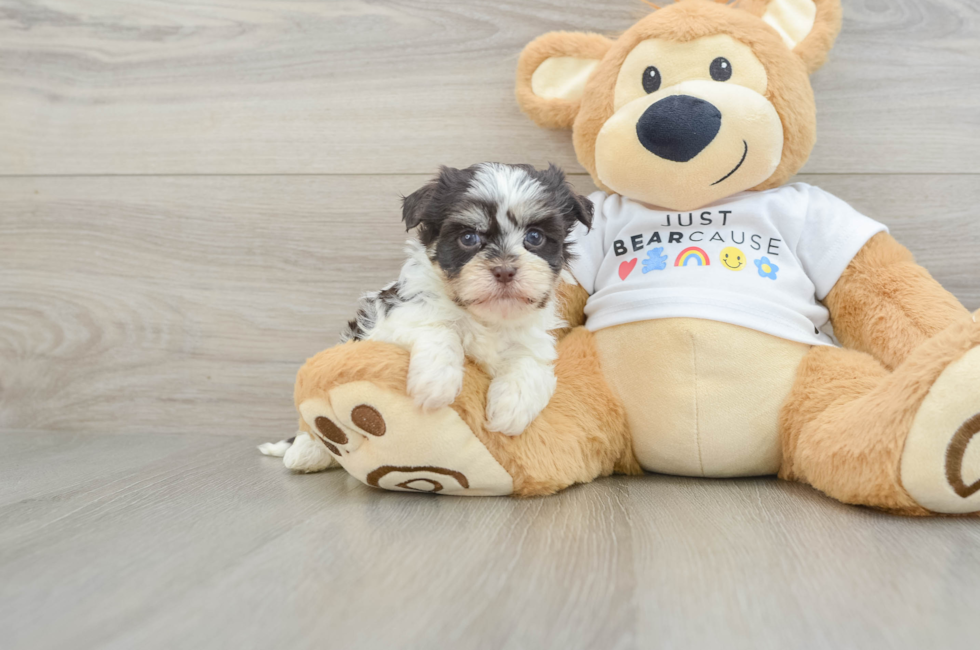 6 week old Havanese Puppy For Sale - Pilesgrove Pups