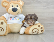 8 week old Havanese Puppy For Sale - Pilesgrove Pups