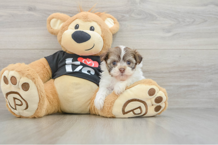 Hypoallergenic Havanese Baby