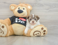 5 week old Havanese Puppy For Sale - Pilesgrove Pups
