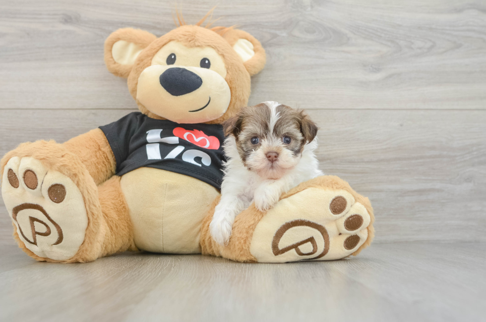 5 week old Havanese Puppy For Sale - Pilesgrove Pups