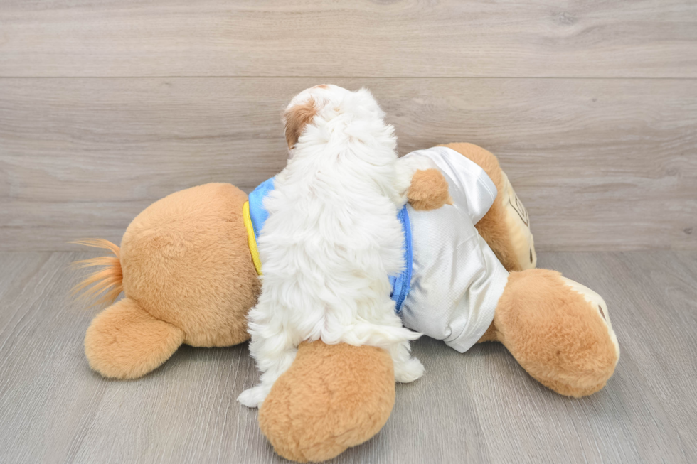 Cute Bichon Havanes Purebred Puppy