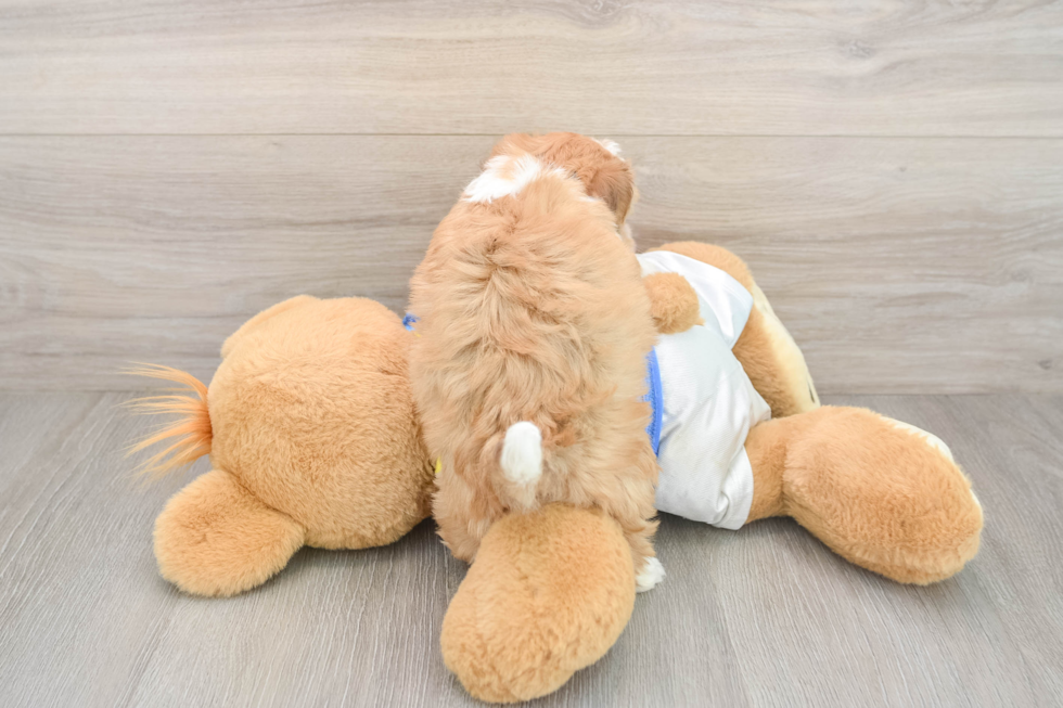 Havanese Pup Being Cute