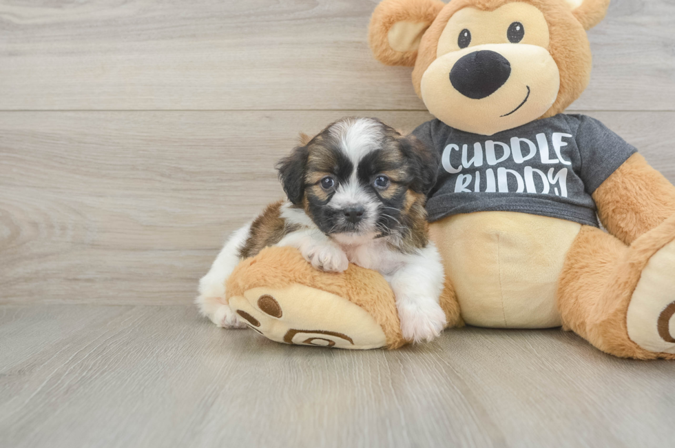 5 week old Havanese Puppy For Sale - Pilesgrove Pups
