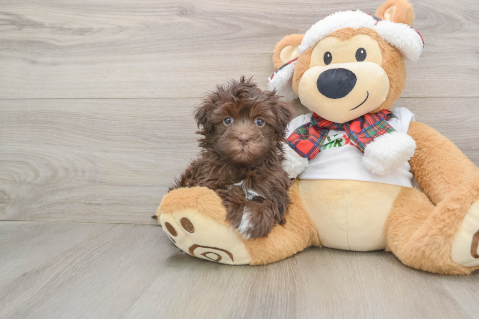 Havanese Pup Being Cute