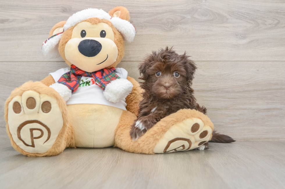 6 week old Havanese Puppy For Sale - Pilesgrove Pups