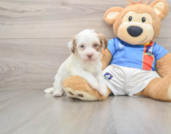 5 week old Havanese Puppy For Sale - Pilesgrove Pups