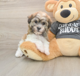 6 week old Havanese Puppy For Sale - Pilesgrove Pups