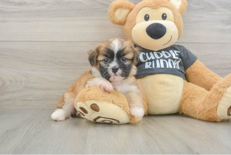 Energetic Bichon Havanes Purebred Puppy